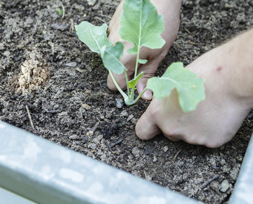 Tipps für ihren Hobby Garten | smartbeet®